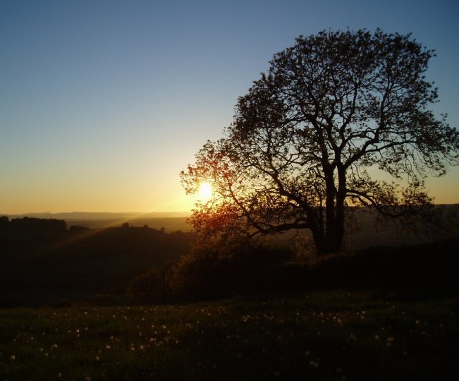 Beautiful Sunset Behind Tree